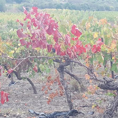 Fraissé-des-Corbières Gite Dans Ancienne Bergerie En Pleine Garrigue מראה חיצוני תמונה