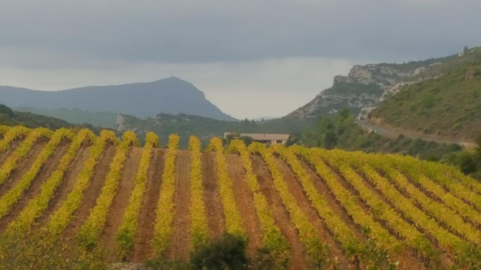 Fraissé-des-Corbières Gite Dans Ancienne Bergerie En Pleine Garrigue מראה חיצוני תמונה
